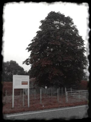 Een prachtige opvallende boom